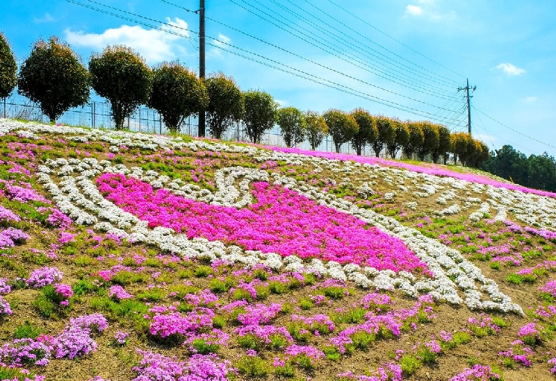 みさと芝桜公園