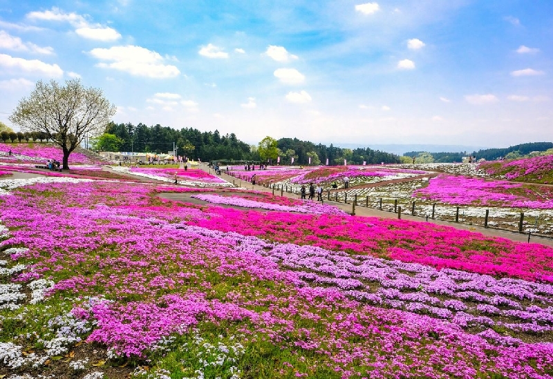 みさと芝桜公園