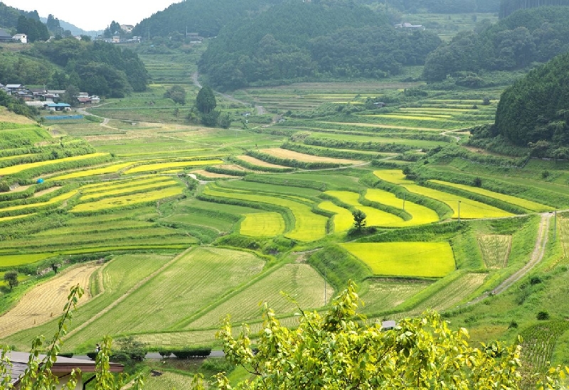 大垪和西の棚田