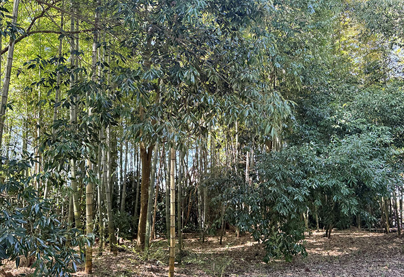 鹿島台神社