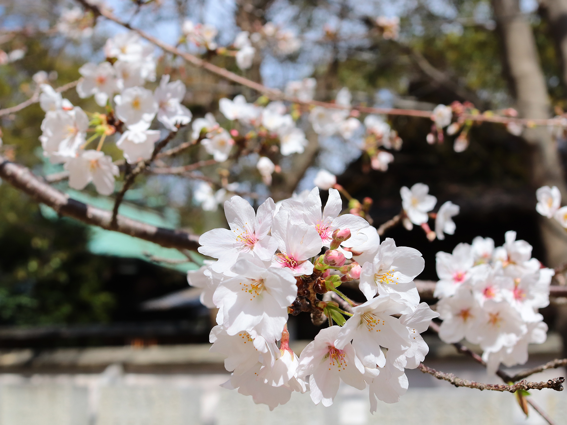 三津 嚴島神社