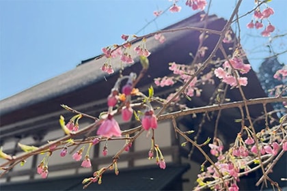 春の画像2