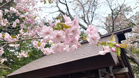 春の画像1
