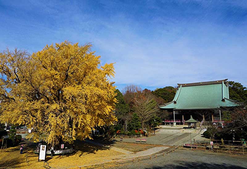 藤澤 遊行寺
