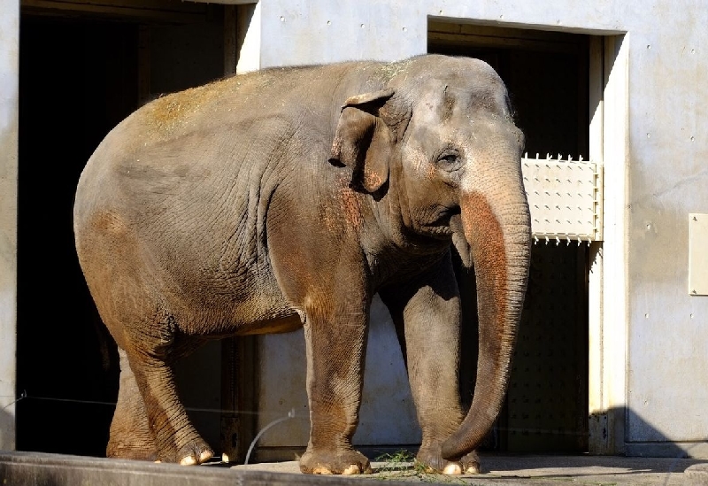 茶臼山動物園