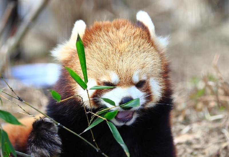 茶臼山動物園