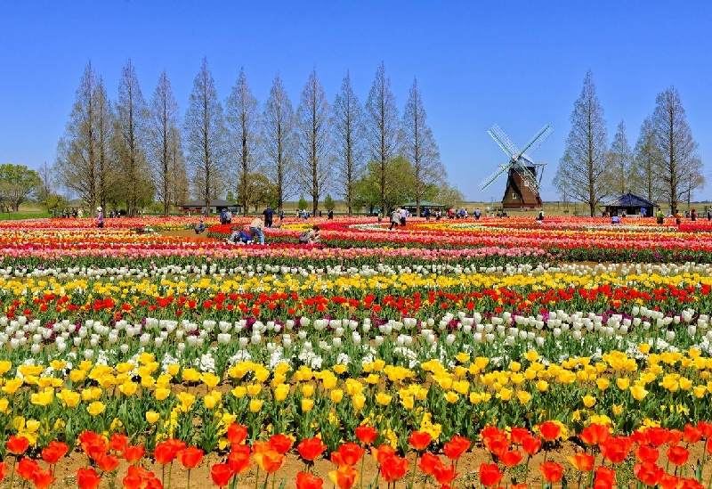 あけぼの山農業公園