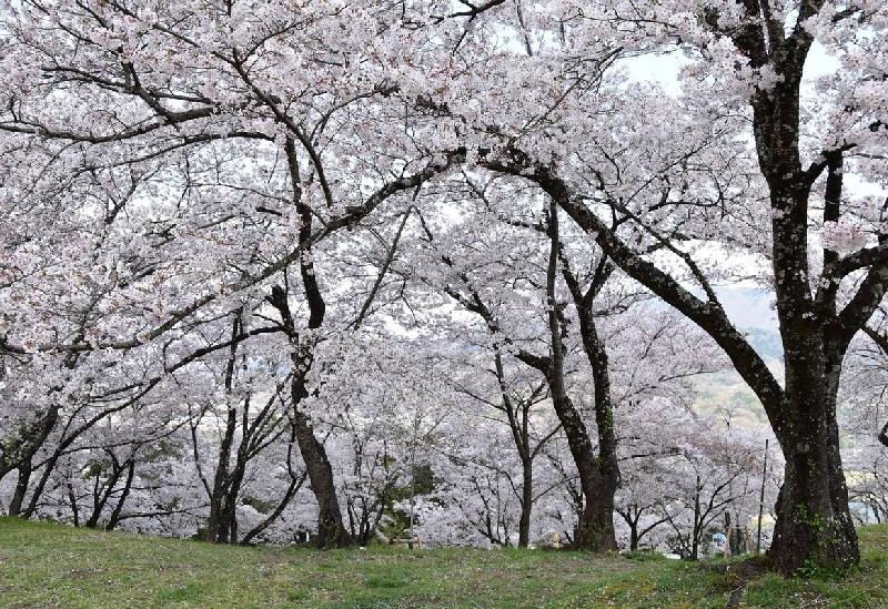 大法師公園