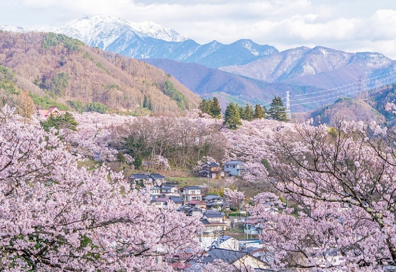 高遠城址公園