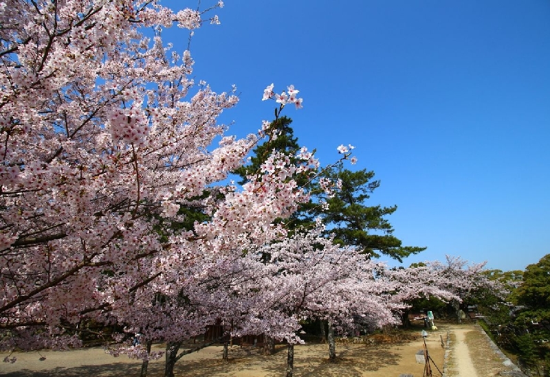 松坂城跡（松阪公園）