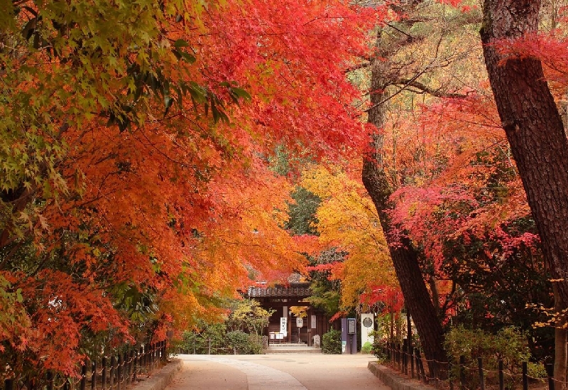 宇治上神社