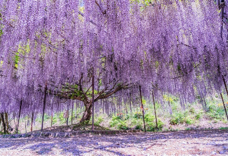 白毫寺