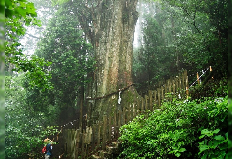 玉置神社