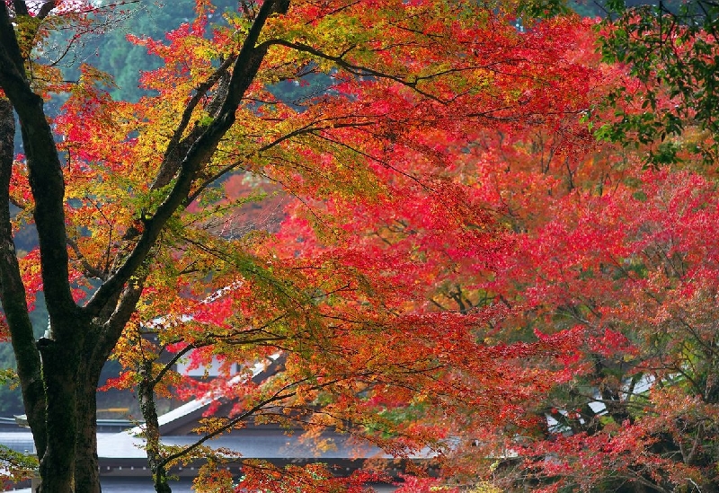 両子寺