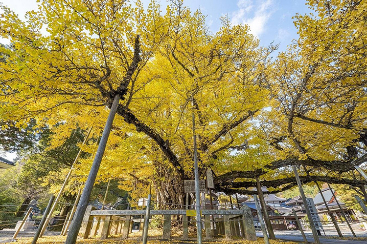 浄土宗特別寺院　誕生寺