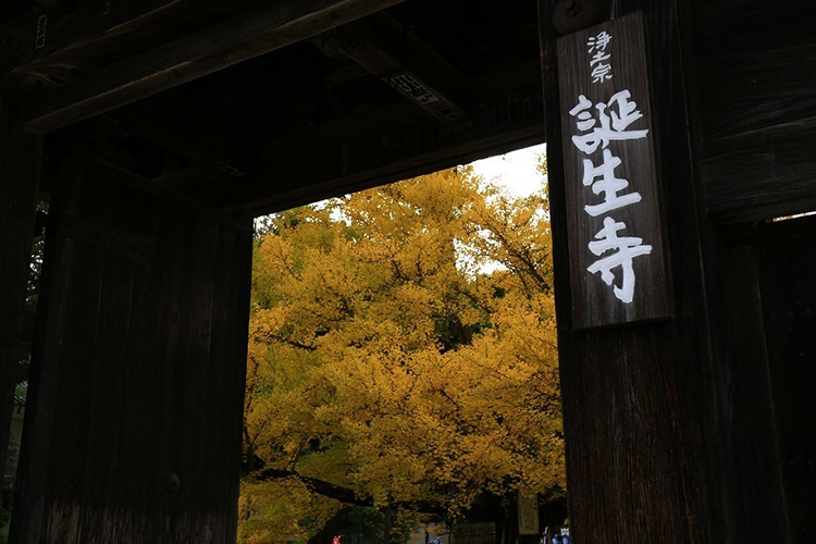 浄土宗特別寺院　誕生寺