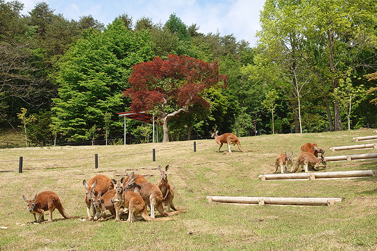 盛岡市動物公園ZOOMO