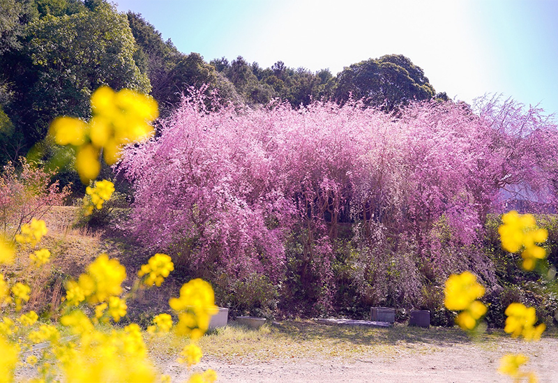 山口県 高野山真言宗 岩屋山地蔵院