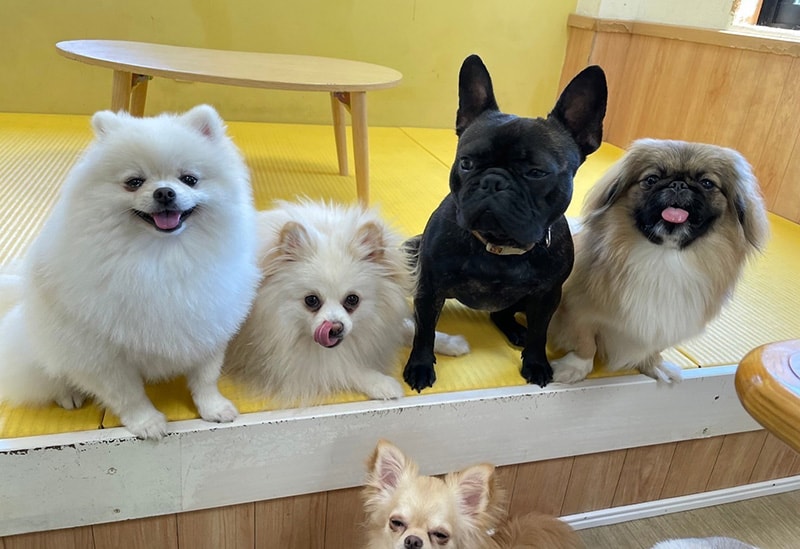 犬猫カフェ 月と太陽