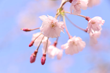 春の画像2