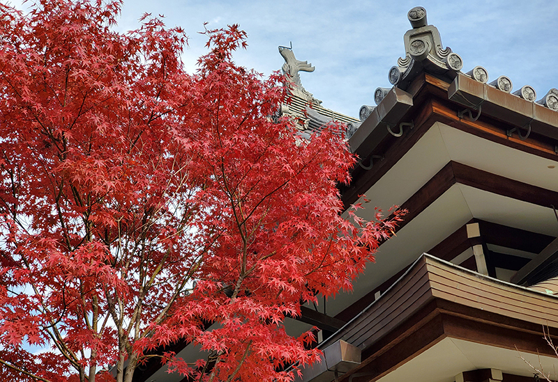東光院 萩の寺