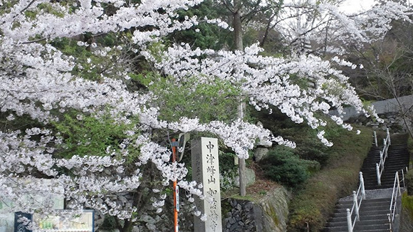 春の画像1