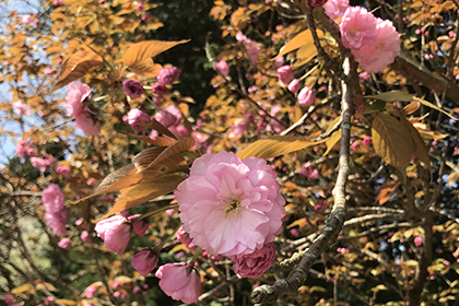 春の画像2