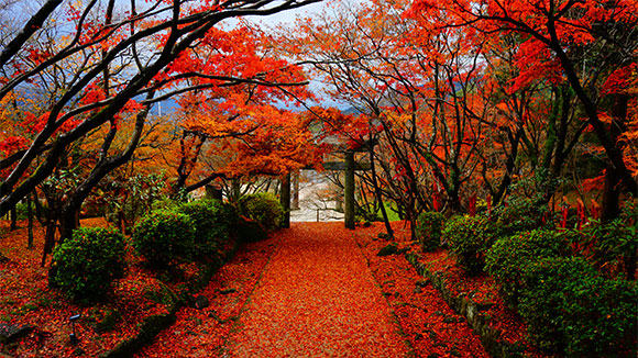 秋の画像1