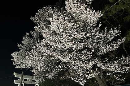 春の画像2