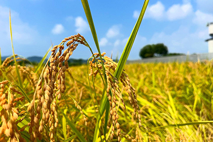 夏の画像2