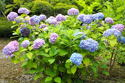 夏の画像2