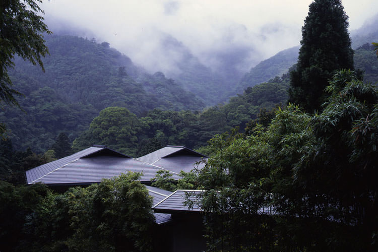 海石榴