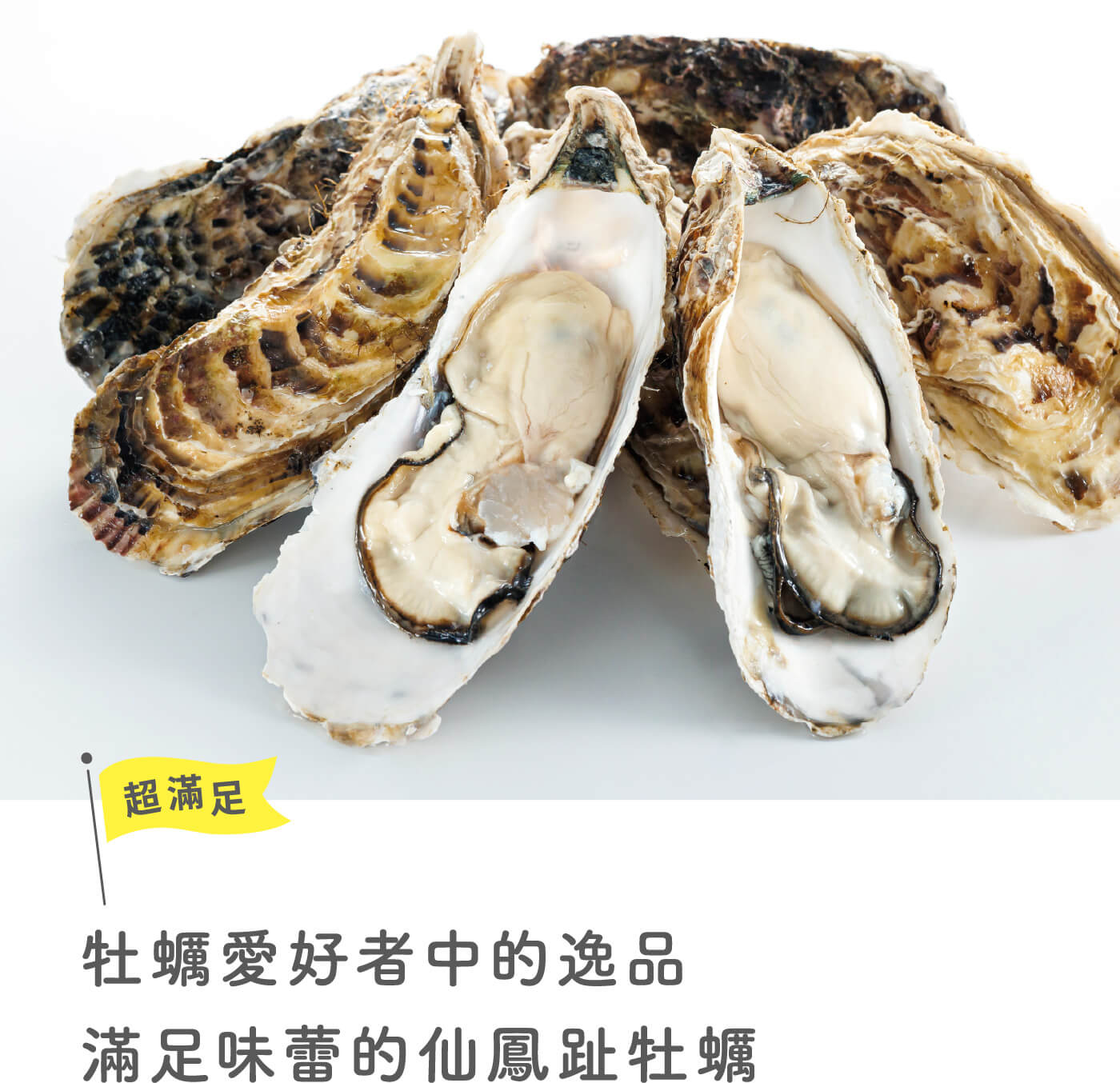 仙鳳趾牡蠣