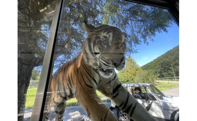 搭乘餵食動物專用巴士